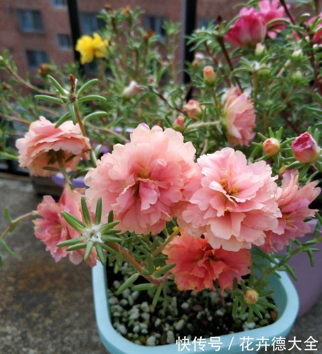 生根|9一10月,别忘记“扦插”这些花,“温度”适宜利于生根