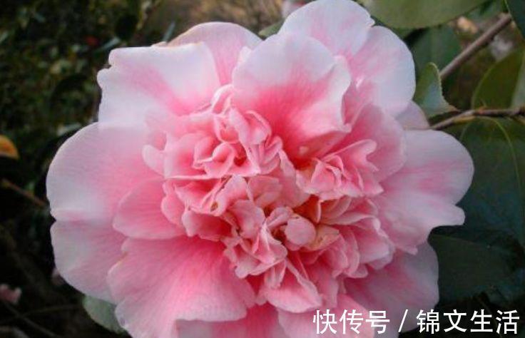 几种花卉耐阴耐寒,养在家里一整年都有好运气,日子红火财运滚滚