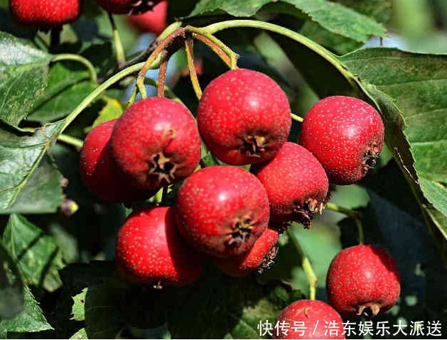 预防心脑血管疾病|长寿老人都在吃的5种水果，尤其是最后一种，很容易被人忽略！