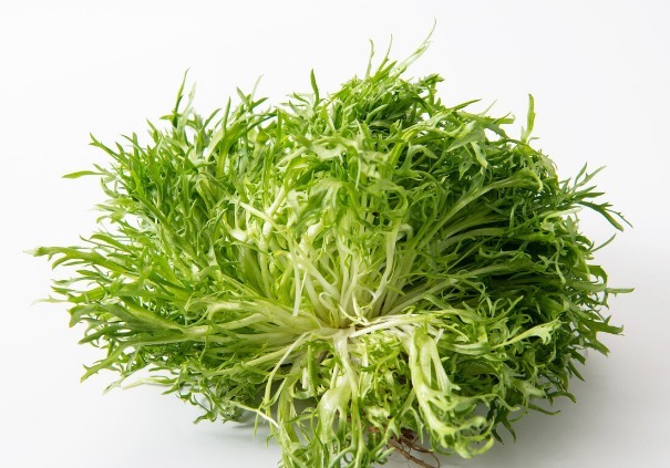 马齿苋|开春挖野菜,送你“野菜大图鉴”,教你轻松识别20种野菜