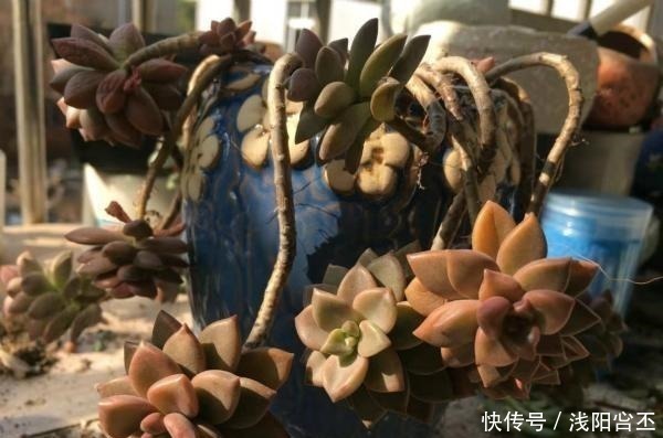 多肉|公认老桩最漂亮的多肉，紫乐未上榜，这3种普货名列前三！