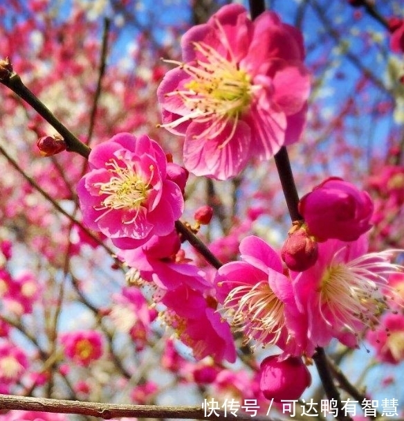 财富|2022年时运亨通,财富锦上添花,人生走上坡三生肖