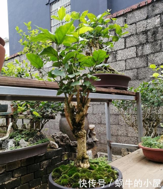 茉莉开花多不多,主要在三个细节工作,做得不到位补救还来得及