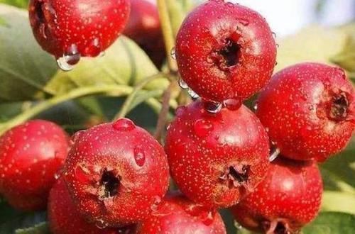 血管堵塞|血栓的“特效药”找到了,每天吃一点,净化血管,血栓或不见了