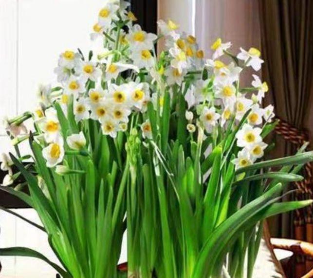 养花就养这几款,全年开花不停,花开爆盆美如花,枝头窜满花苞