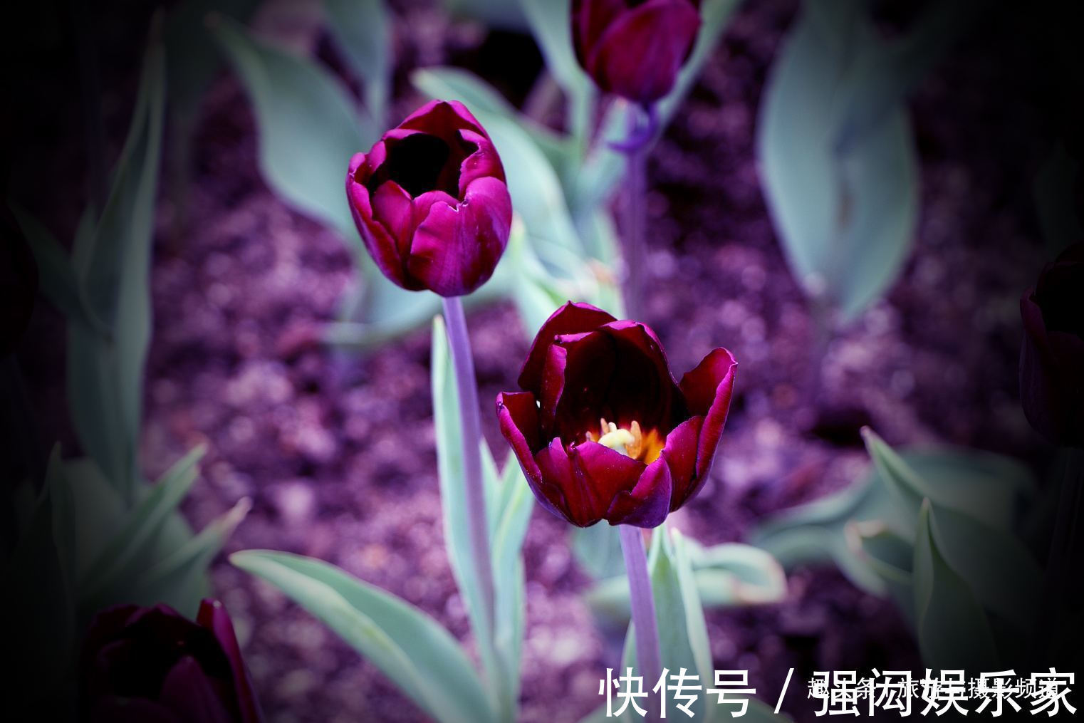 “会发光”的花朵，优雅而艳丽花语十分浪漫！具有“特殊能力”