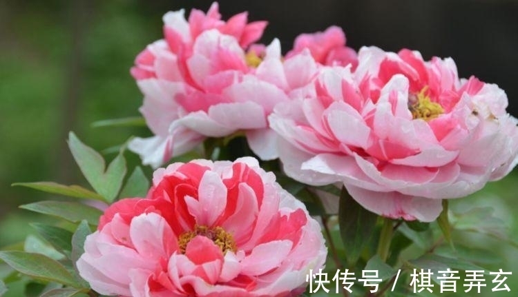 4种漂亮花,好养易活能爆盆,浇水就疯长,开花爆盆很容易