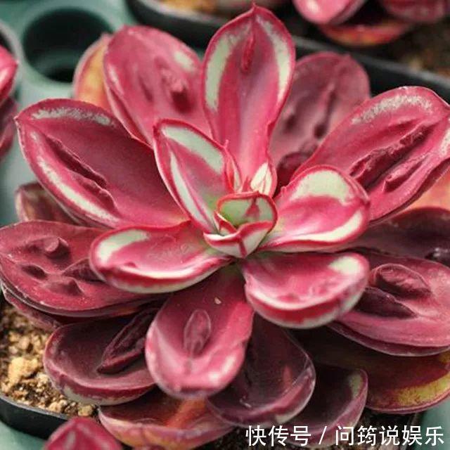 鸾凤玉|今年最火的奇葩多肉,价格这么贵,还有人抢着买!