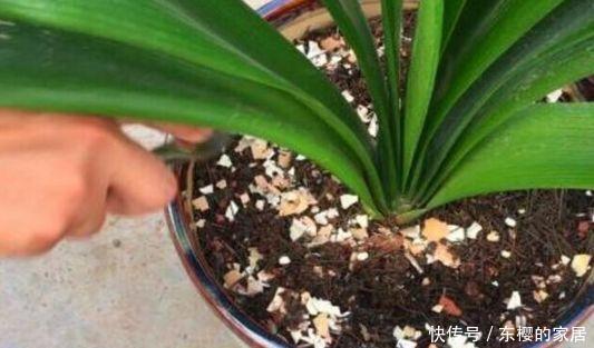 磷肥|养花用此2种壳,都是天然磷肥,盆埋1点,花朵开爆盆