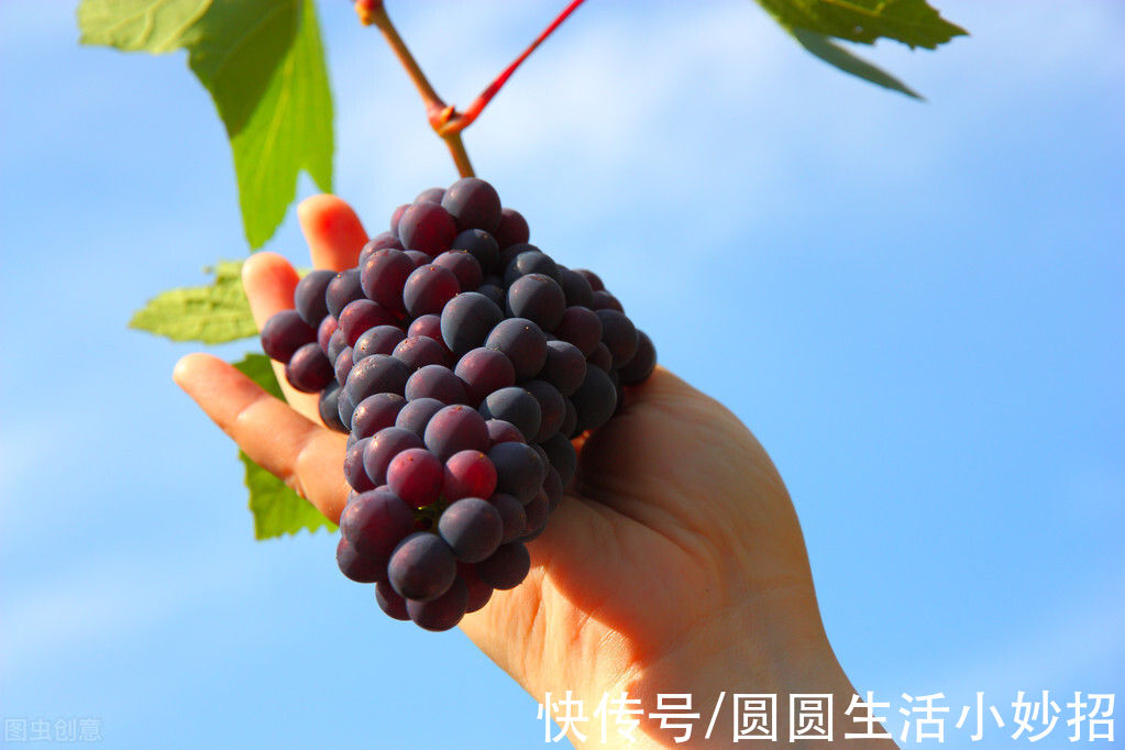 葡萄|冬季5种水果要多吃，鲜甜多汁又营养，顺应时节而食，安稳过冬天