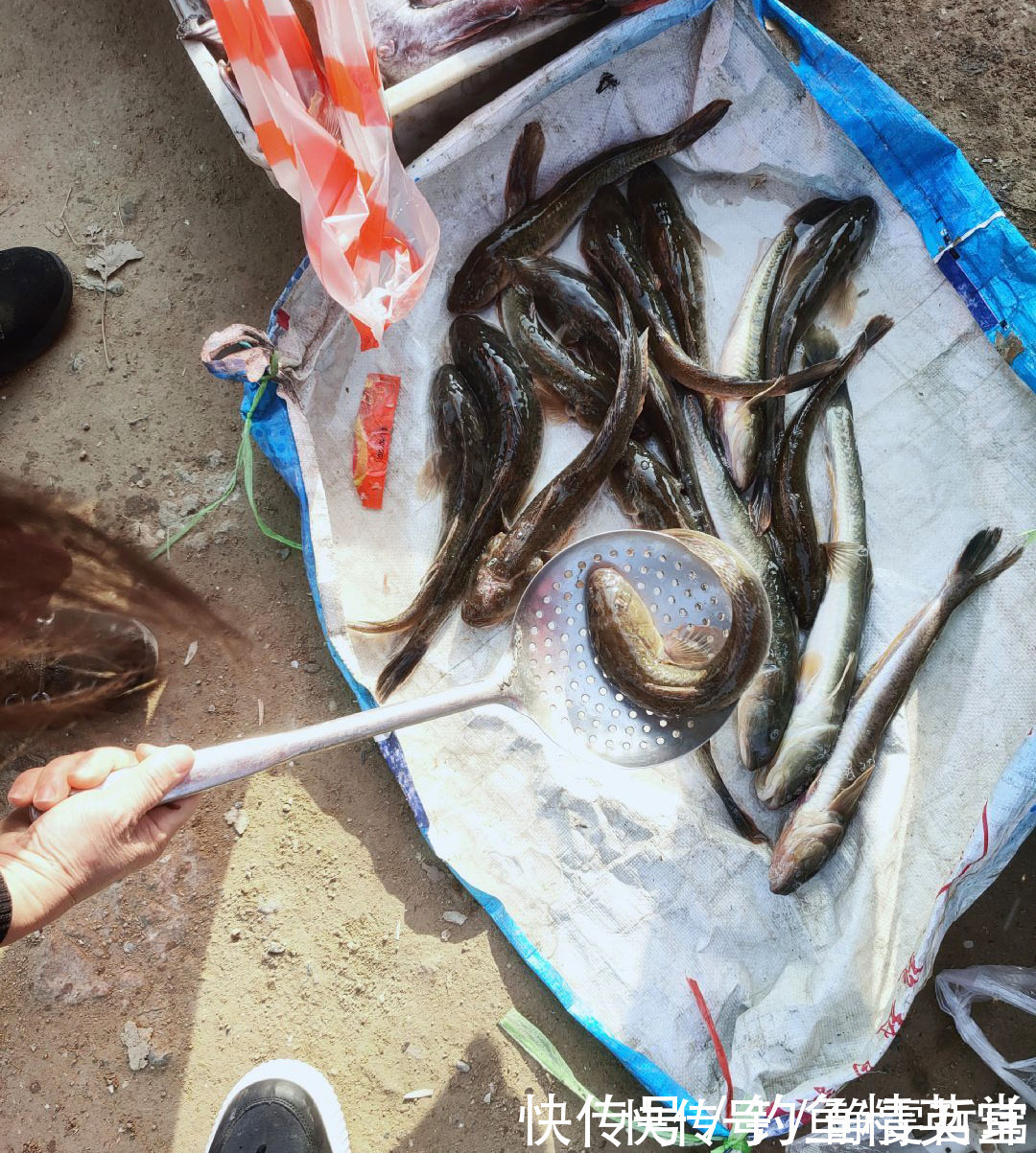 海鲶鱼|有日子没来菜市场了，发现有鲜活的猪尾鱼，16元一斤