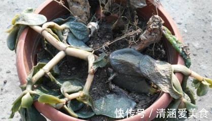 八抓鱼|养了5年玉树,1晚上冻成“八抓鱼”,枝干发软、没救了