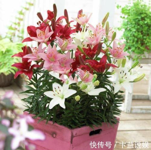 卧室养花避开这5种,熏得头晕脑胀,最容易失眠