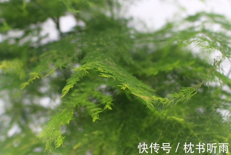 浇文竹用这种水，不黄叶，枝繁叶茂，早日开花