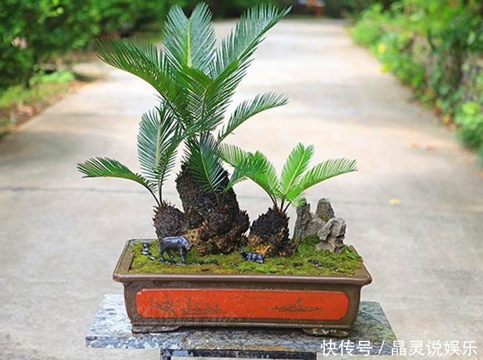 铁树|有种植物叫“铁树”,它真的是和铁一样吗快来一起看看吧