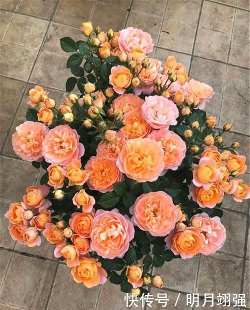 阳台上就养这款月季,非常“抗造”,花大色艳,开花一茬接着一茬