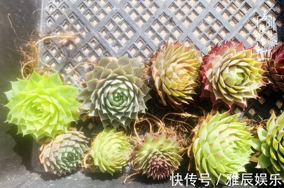 框子|这多肉拼盘这么仙!如何制作达人手把手教你制作长生草拼盘!