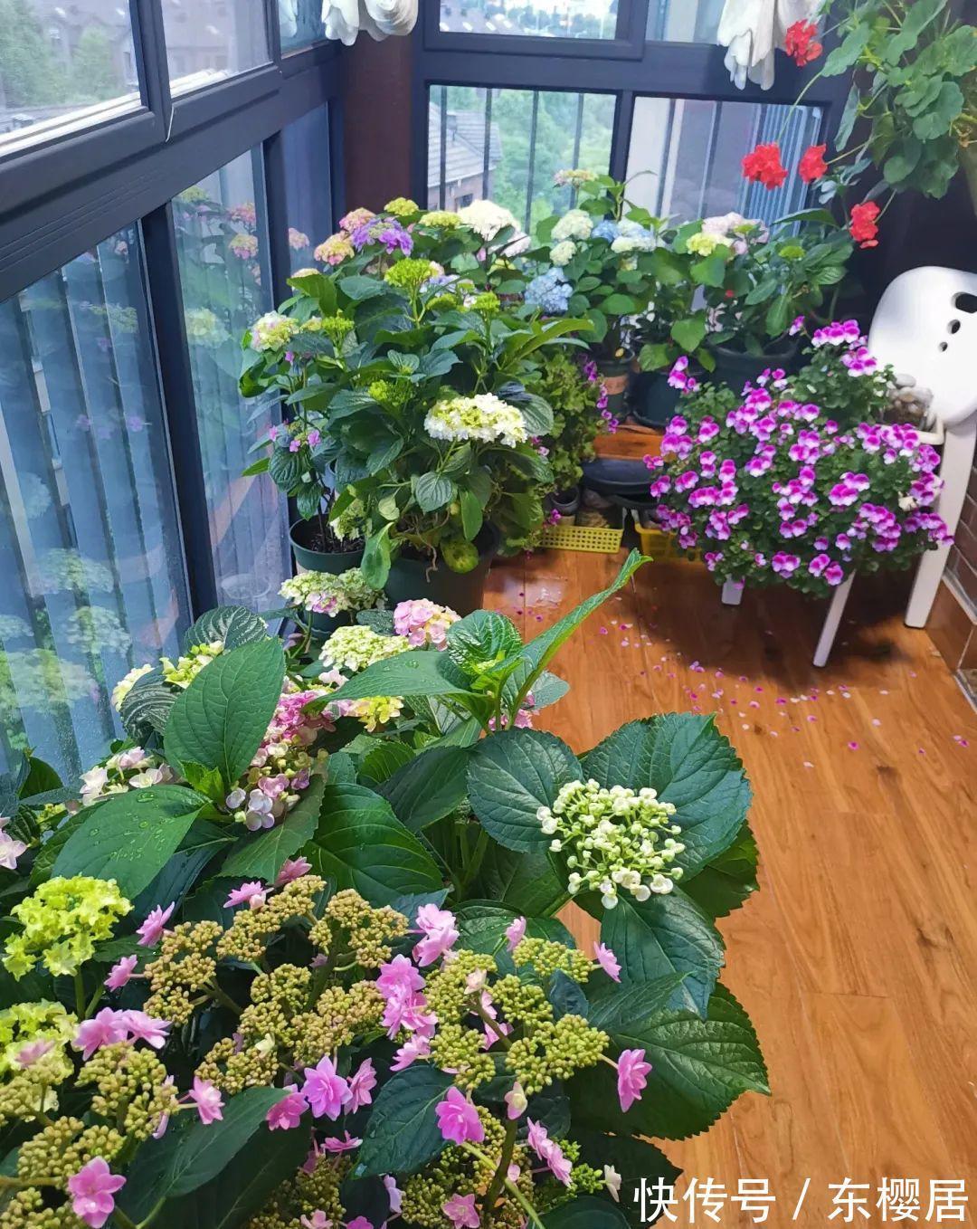 养花|用这3个小妙招养花,不谨慎小心点,真的会出错