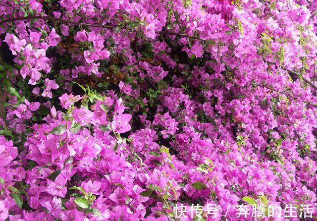 叶施|三角梅开花越来越少,是“它”在作怪,盆里撒1把粪,下次开爆盆