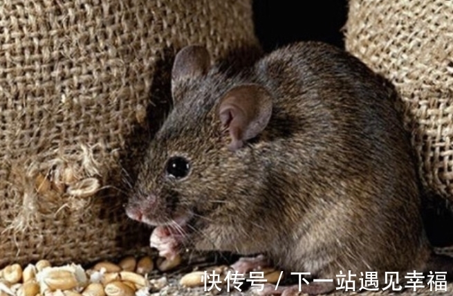 白仙@民间五大仙“灰黄狐白柳”,指的都是啥?为何被称为“五大仙”?