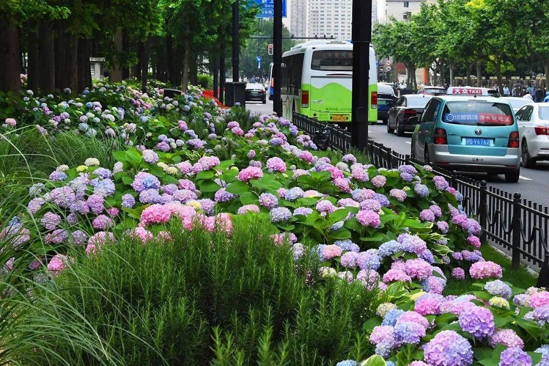 马卡龙|绣球繁花尽绽放 徐汇街头觅“清新”