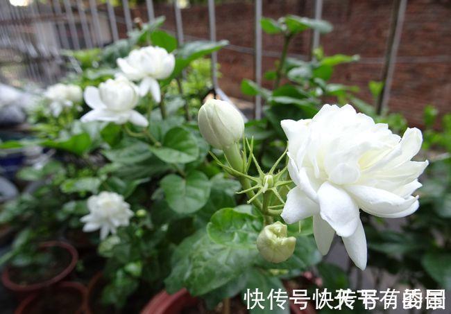 进入八月,6种花要多晒太阳,越晒花朵娇艳,开花越勤