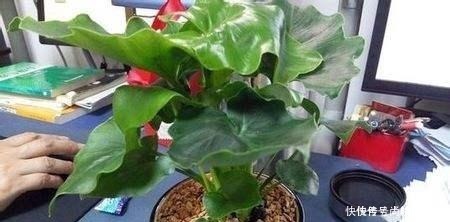 花芽|啤酒水浇花有技巧,里面加“4个小东西”,叶子油绿,花儿长疯了!