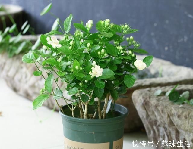 生根液|新买的茉莉花,“手把手”教你上盆,缓苗,养护,一起养好它