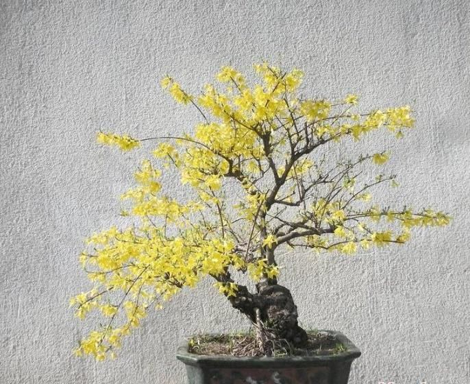 连翘盆景的鉴赏与造型制作，倾囊相授，值得珍藏