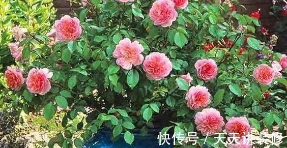 微月|在阳台上打造出一个月季小花园,距离你很近,做好4个方面就行