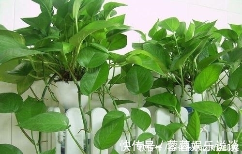 空气|客厅养花选它,大气有格调,好养又耐阴,养一盆空气更清新!