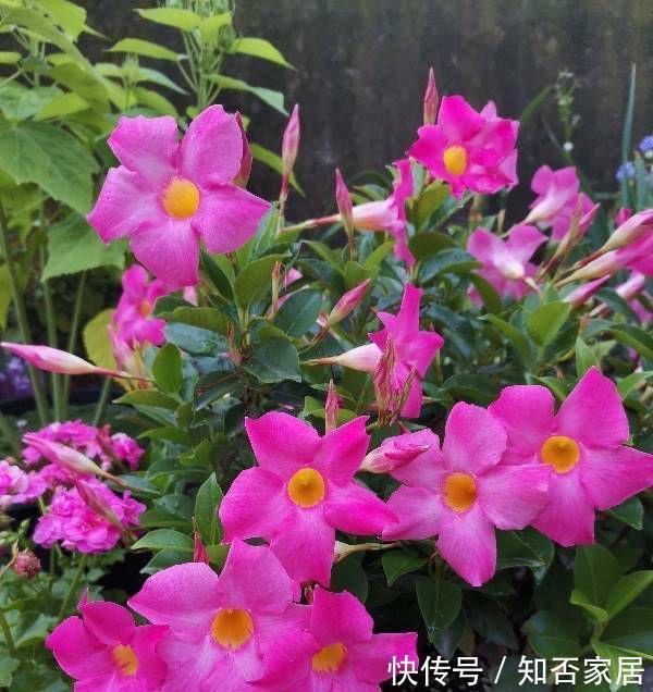 阳台上|4种花耐旱耐高温,花漂亮很好养,不用怎么管也长势很旺