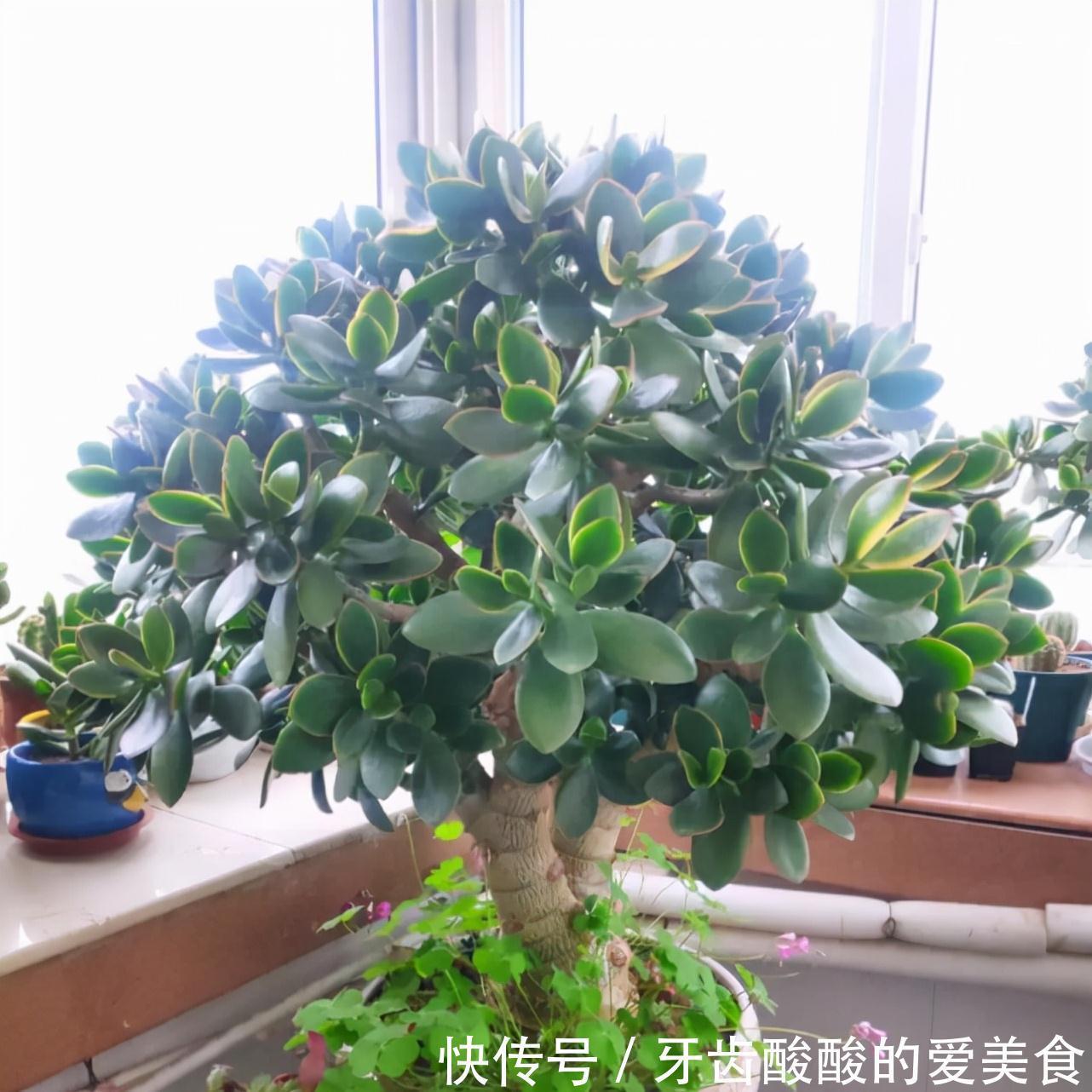 五种“大老桩”却要小盆养,用对盆,少管多晒更利于生长