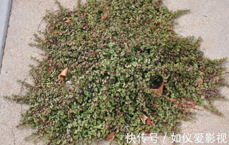 盆栽避开这3点，树马齿笕叶不黄不掉，很快就逆袭成金枝玉叶