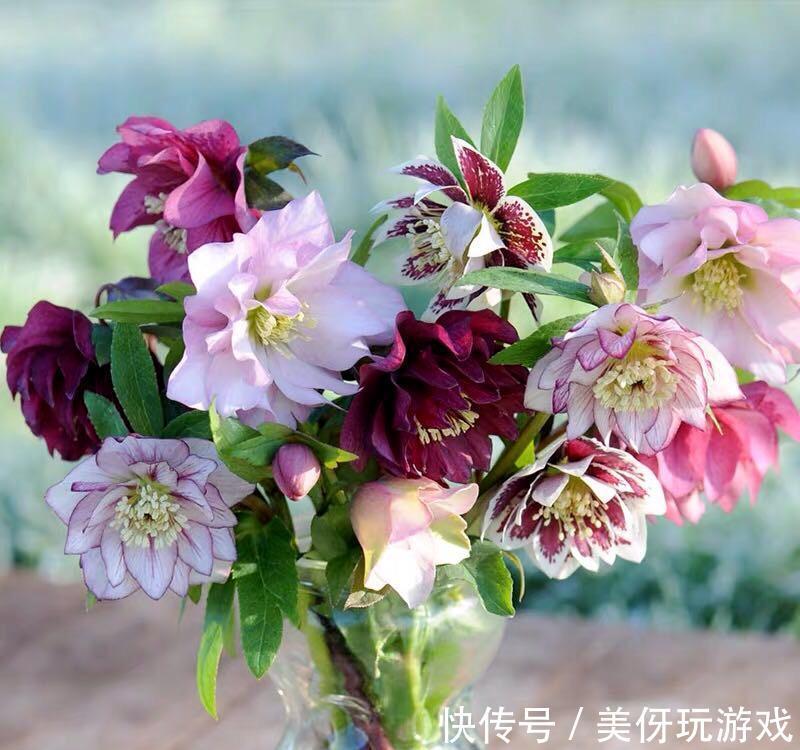 8种耐寒的花,漂亮又好养,低温也开花,又美又仙开花200天