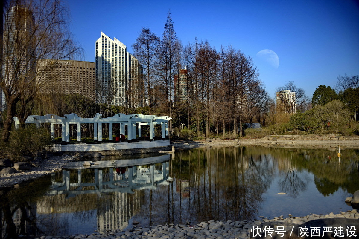 老年|新虹口花园的玉兰花开了【严建设】