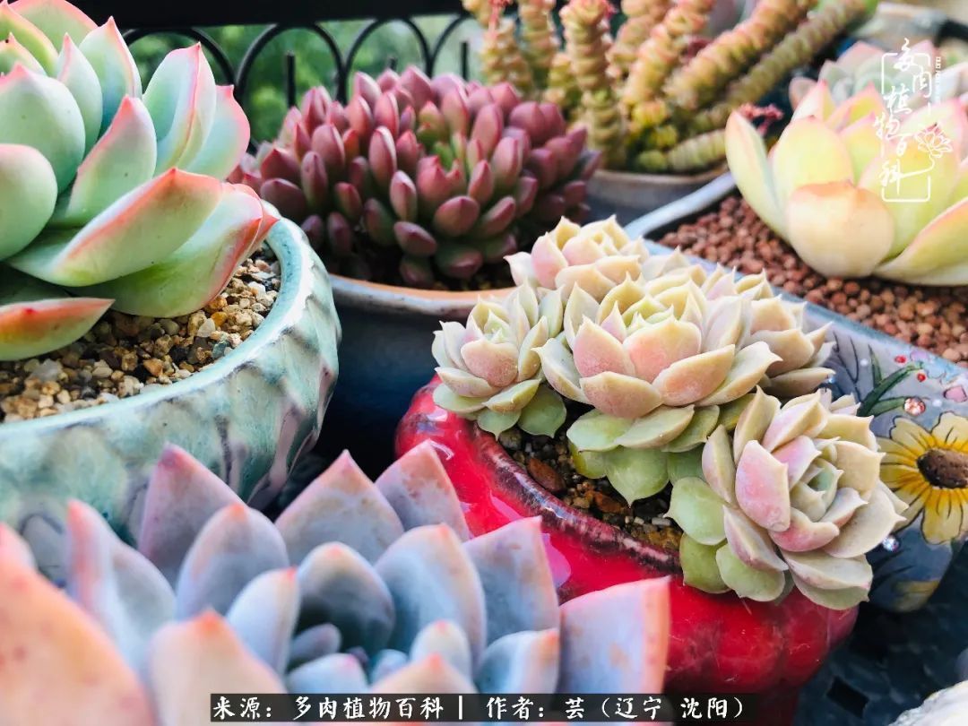 血罗|万物皆有灵性，一年四季有多肉陪伴真好！