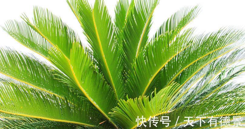 园林|10种天天见的观叶植物你可能叫不上来名字,来看看你能认识几种