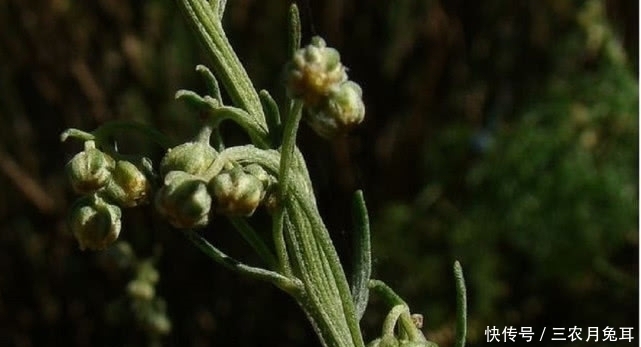 食用期|农村一种野草,农民叫他护肝王,三月当菜吃,四月当柴烧