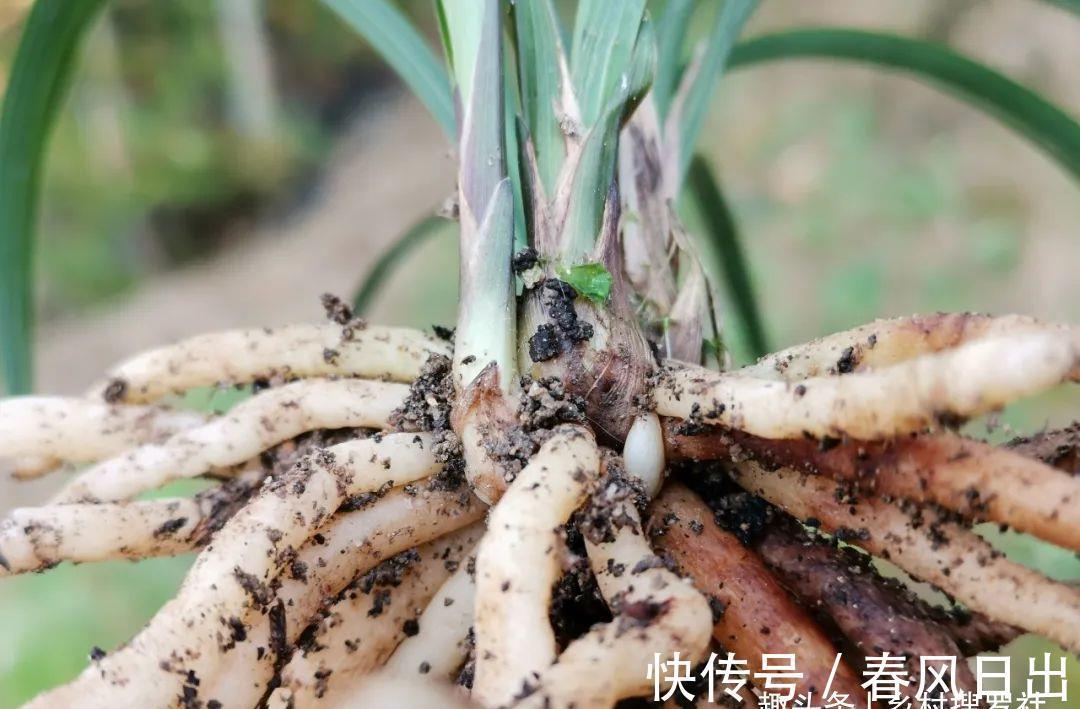 浇水|新手养兰花，别再这样浇水了!