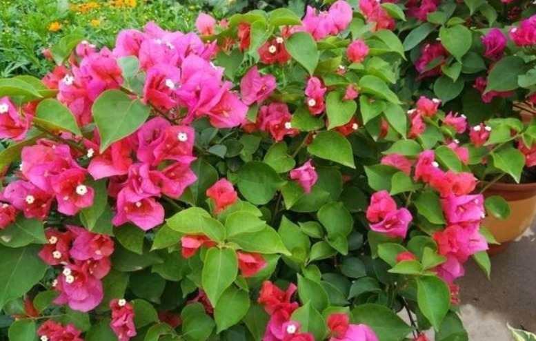 给三角梅修剪,做好“2点”,快速萌芽,花开满枝,还能插杆哦