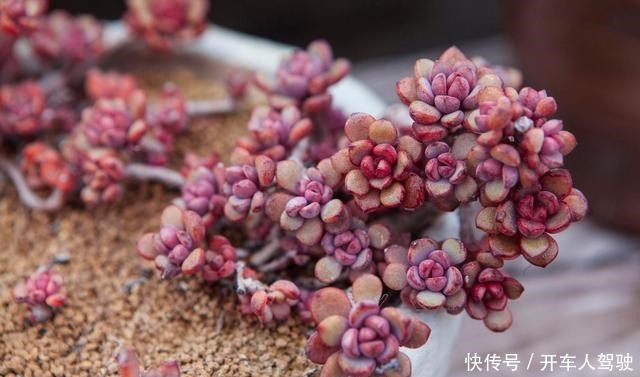 冬天的多肉有5怕，避开了，各个养成“彩虹糖”！