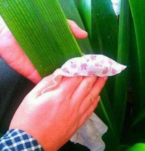 君子兰、蟹爪兰叶片打蔫,擦一擦,20天长油绿叶