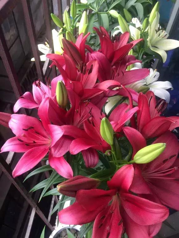 3种花比香水好闻，随便养1盆，异味跑光光，家里清香四溢！