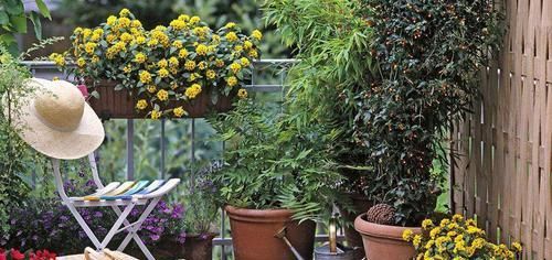 养花细节决定成败：搞不定这3点，养一盆黄一盆