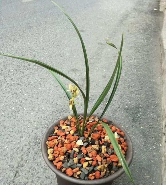 一棵长寿的花,124个花箭,开花,锅盖打开的方法