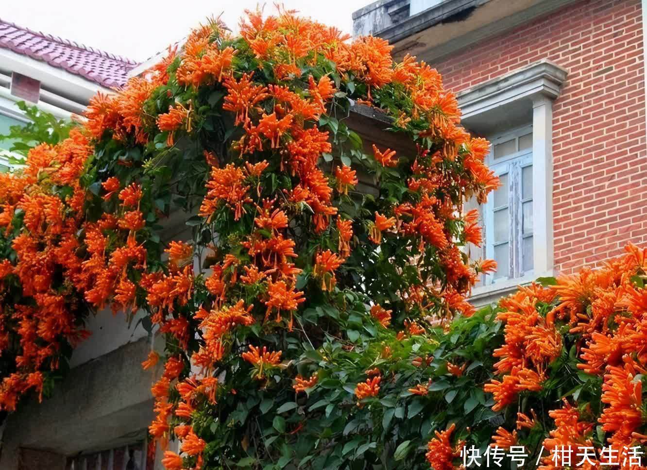 藤花|如果你爱养花，建议养点爬藤花，让院子美成花海