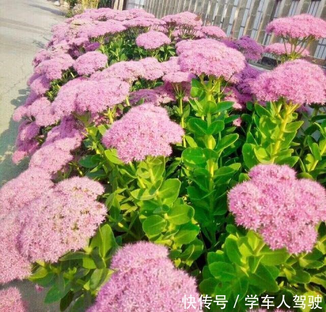 有院子一定要养“2种”花，剪1根枝条“沾土就活”，变成小花园！