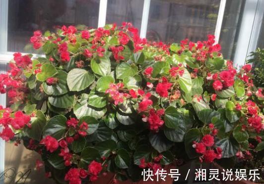 5种超爱开花的花卉，随便养一盆，一开就是大半年，超美超惊艳