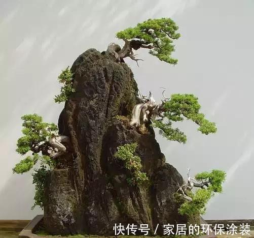 漂亮|漂亮的附石盆景，令人爱不忍释
